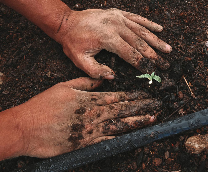 hands planting a seedling