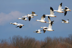 Sabian Symbol for Aries 12: Geese in flight