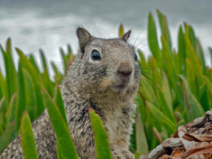 Sabian Symbol for Pisces 2 - A squirrel hiding from hunters