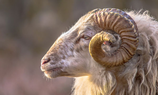 Ram's head
