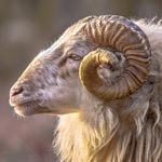 Ram's head